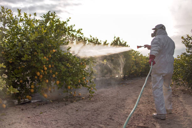 Best Pest Control Near Me  in Harvey, LA