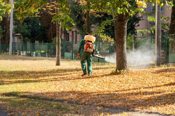 Best Termite Control Services  in Harvey, LA