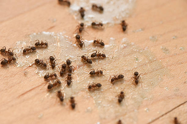 Best Wasp Removal Services  in Harvey, LA