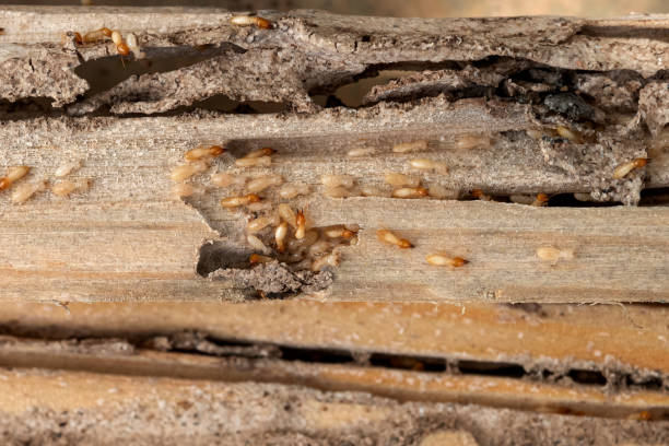 Best Residential Pest Control  in Harvey, LA