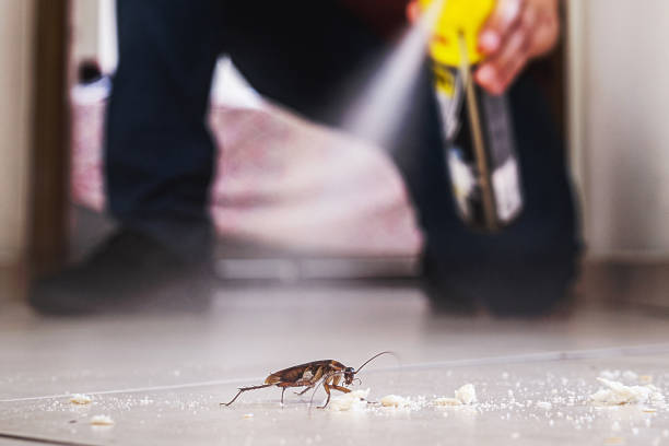 Trusted Harvey, LA Pest Control Experts