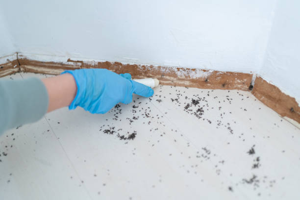 Best Insect Control  in Harvey, LA