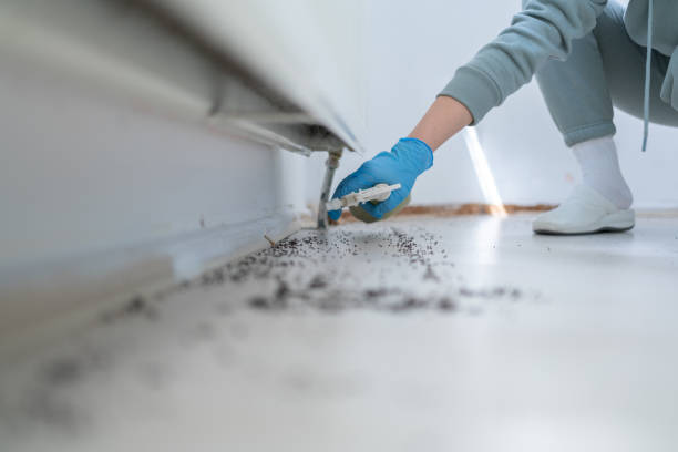 Best Local Pest Control Services  in Harvey, LA