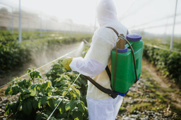 Best Pest Removal Services  in Harvey, LA